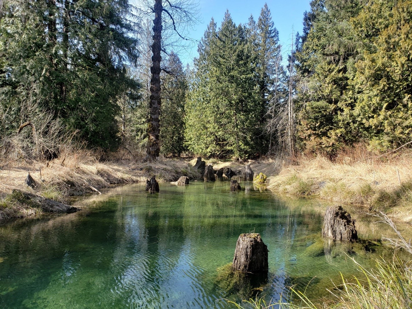 side channel salmon habitat